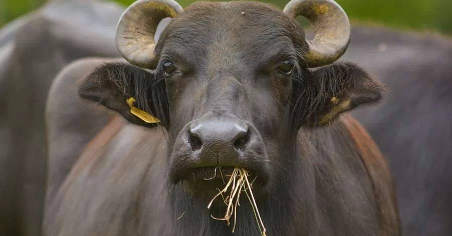 Restrição de oferta trava a evolução das escalas de abate