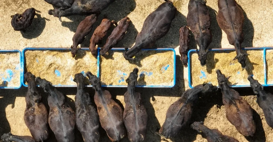 Oriente Médio já representa 12,3% das exportações gaúchas de carnes