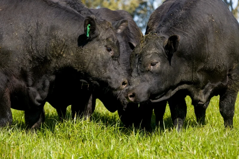 Alta nas exportações para a China acende alerta no setor de carnes