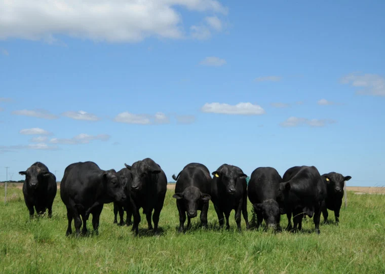 Abiec reúne setor para discutir aftosa na China e fluxo de exportação