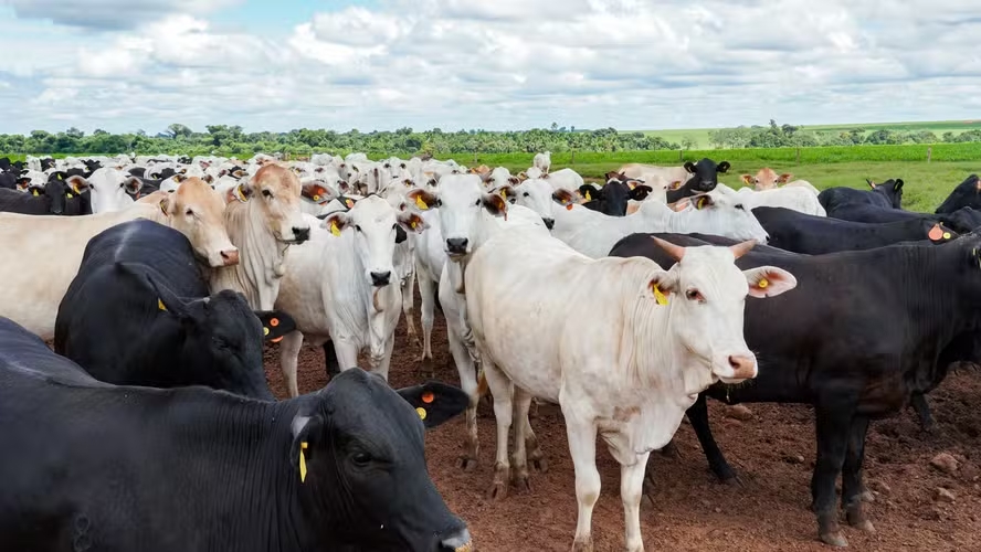 UE rejeita proposta do Brasil de transição para antimicrobianos em bovinos