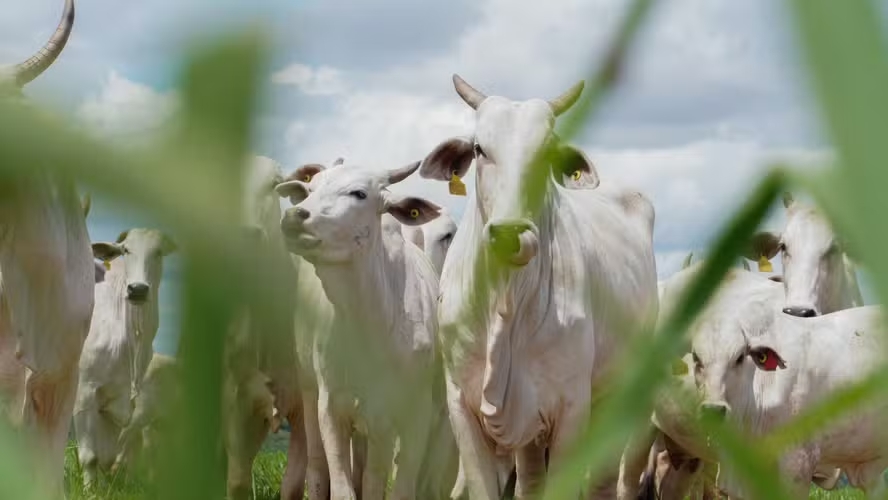 Ministério da Agricultura homologa protocolo de exportação de bovinos livres de antimicrobianos